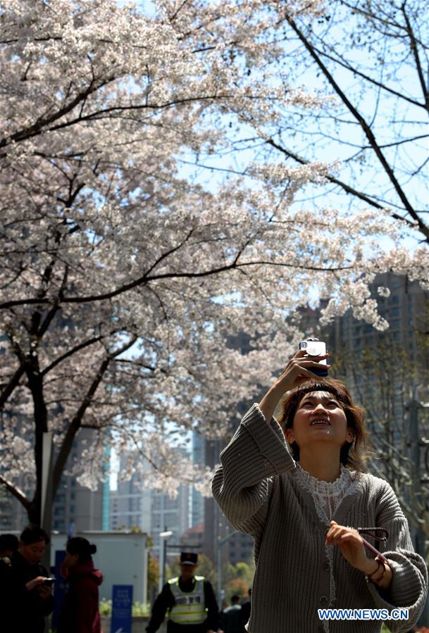 CHINA-SHANGHAI-CHERRY BLOSSOMS-CITYSCAPE (CN)