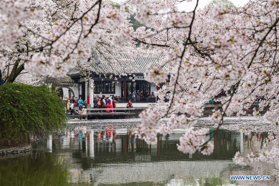 CHINA-JIANGSU-WUXI-CHERRY BLOSSOMS (CN)