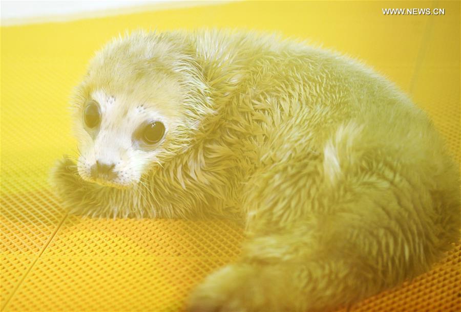 CHINA-HEILONGJIANG-HARBIN-SEAL PUP (CN)