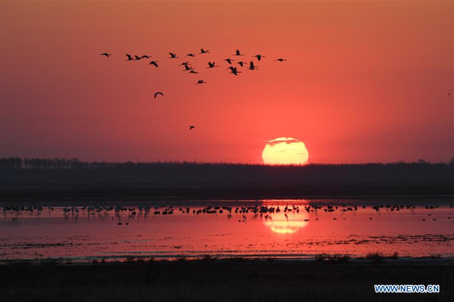 CHINA-JILIN-NATURE RESERVE-MIGRANT BIRDS (CN)