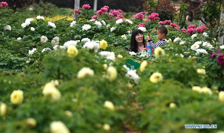 CHINA-HUBEI-PEONY-FLOWERS (CN)