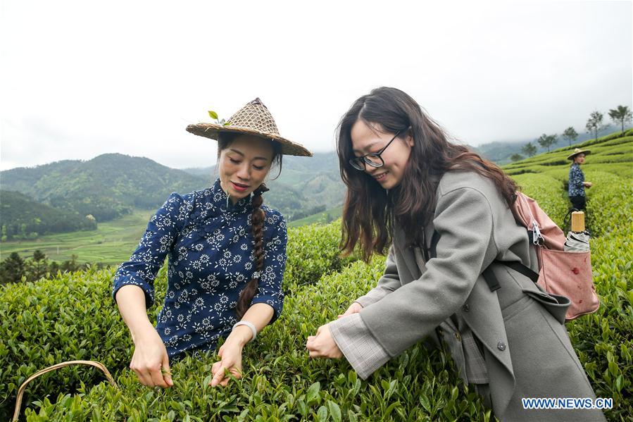 CHINA-FUJIAN-WUYISHAN-TEA GARDEN (CN)