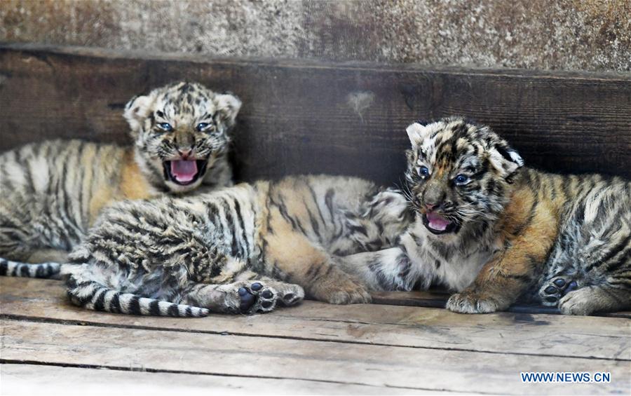 CHINA-HEILONGJIANG-HAILIN-TIGER CUBS (CN)