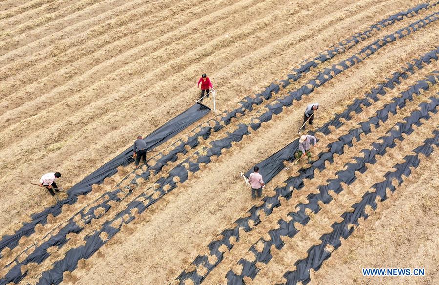 #CHINA-GUYU-AGRICULTURE-FARM WORK (CN)