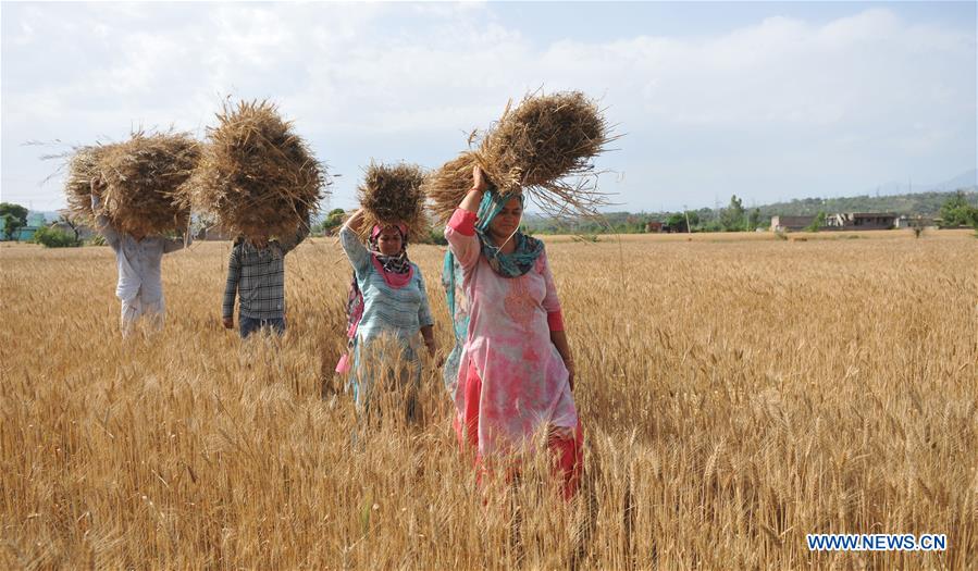 KASHMIR-JAMMU-WHEAT HARVEST