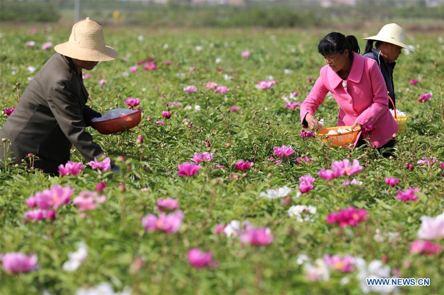 CHINA-FENGXIANG-PEONY-POVERTY ALLEVIATION (CN)