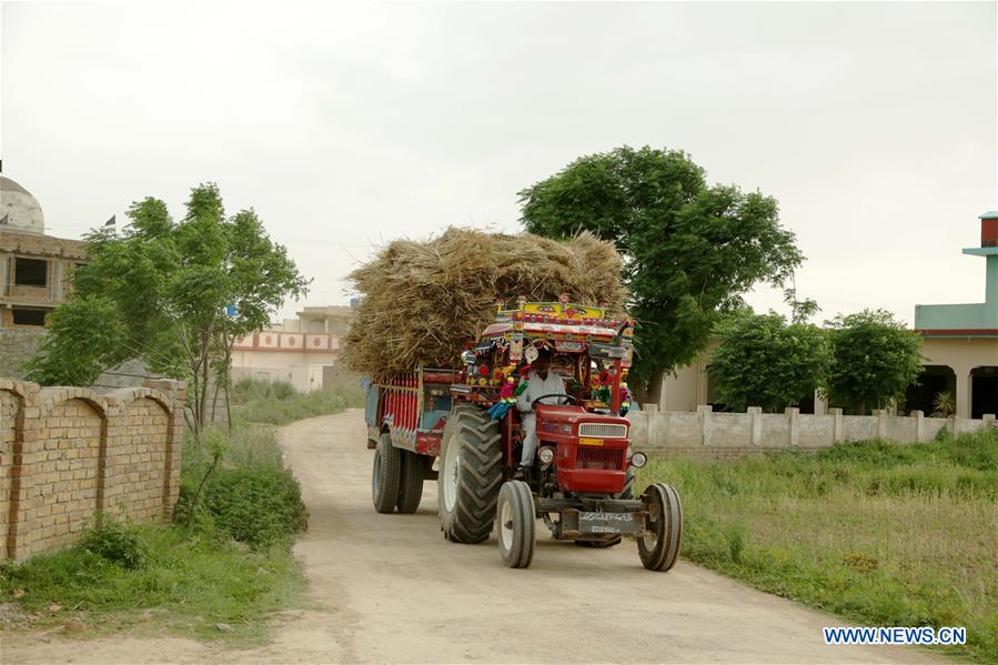 PAKISTAN-ISLAMABAD-WHEAT CROP-HARVEST