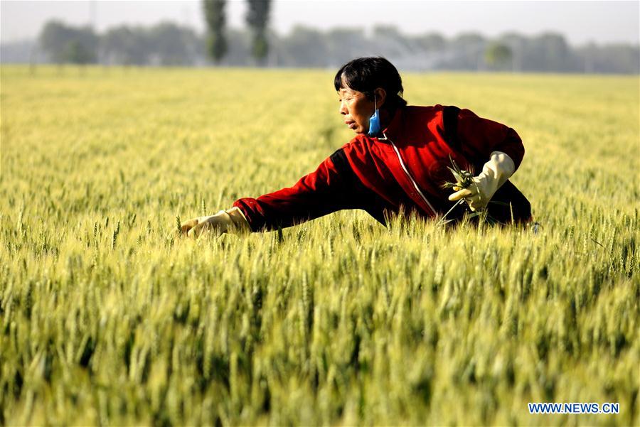 #CHINA-WHEAT-HARVEST (CN)