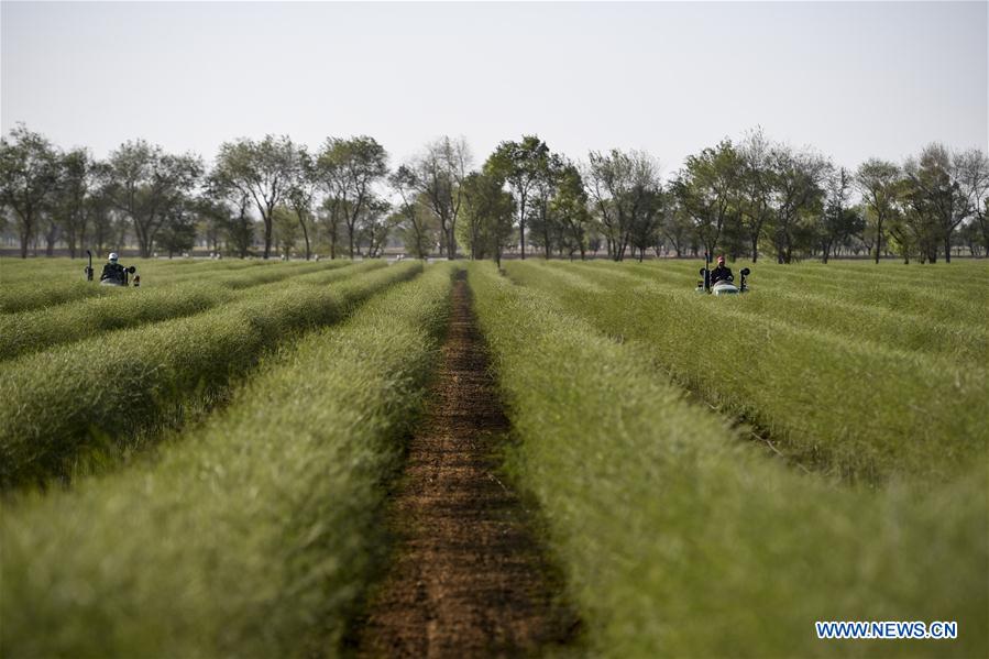 CHINA-NINGXIA-TONGXIN-FARMING (CN)