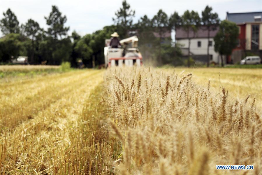 #CHINA-WHEAT-HARVEST (CN)