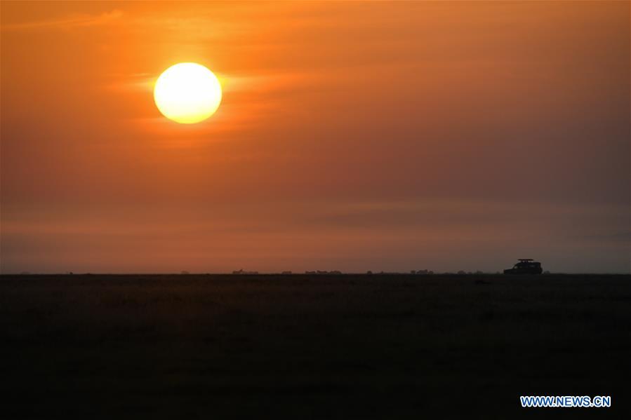 KENYA-AMBOSELI NATIONAL PARK-ANIMAL