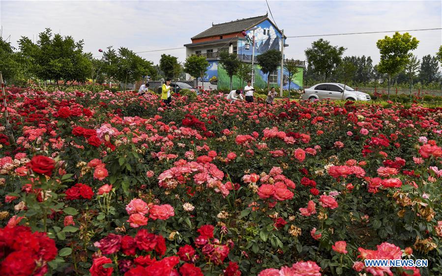 CHINA-SHAANXI-LUONAN-ROSE GARDEN (CN)