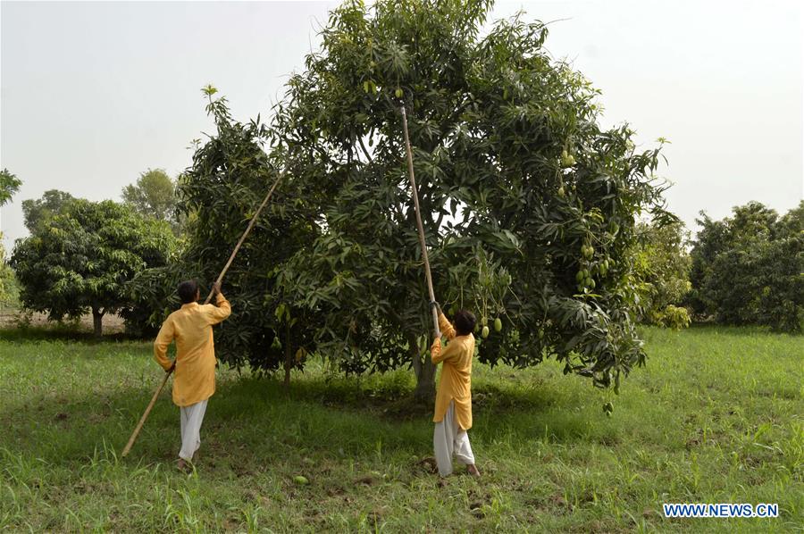 PAKISTAN-MULTAN-MANGO-HARVEST