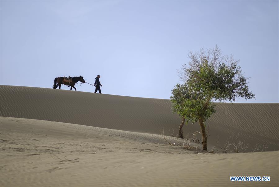 CHINA-XINJIANG-DESERT POPLAR-RANGER (CN)