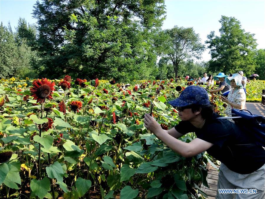 (BeijingCandid)CHINA-BEIJING-SUMMER (CN)