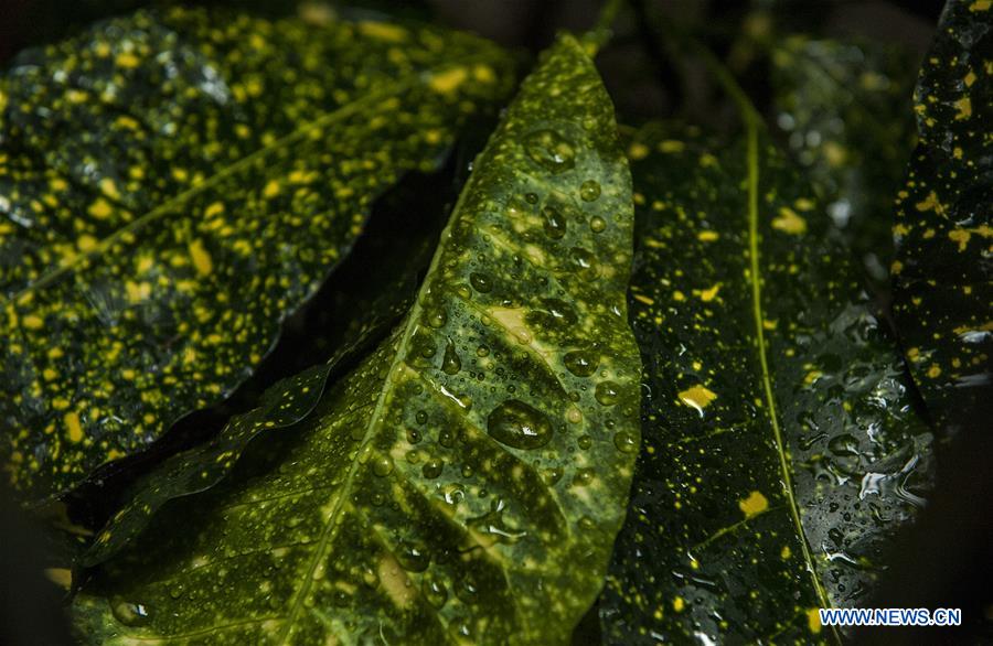 INDIA-KOLKATA-RAIN DROPS