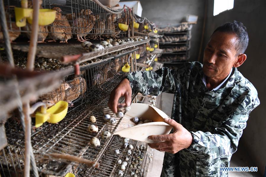 CHINA-ANHUI-QIAOTOU-QUAIL INDUSTRY (CN)