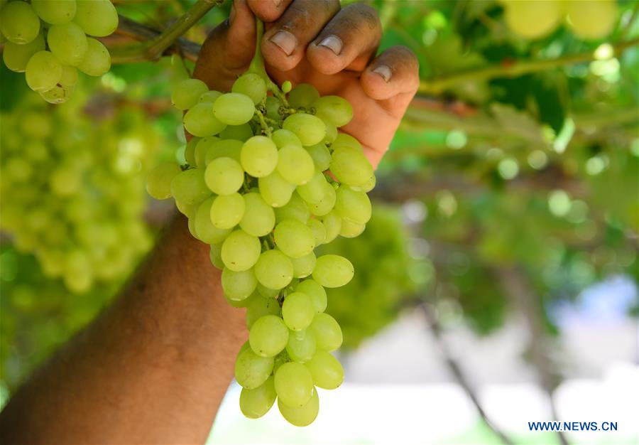 MIDEAST-GAZA-GRAPES-HARVEST