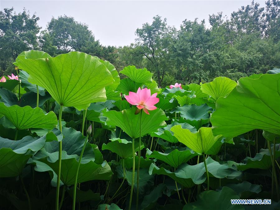 (BeijingCandid)CHINA-BEIJING-SUMMER (CN)