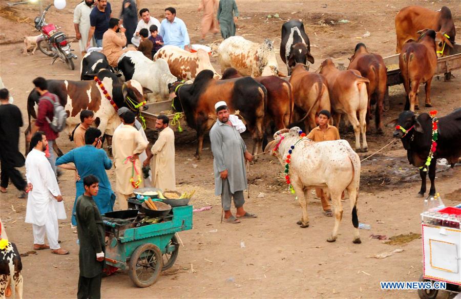 PAKISTAN-PESHAWAR-EID-AL-ADHA-LIVESTOCK