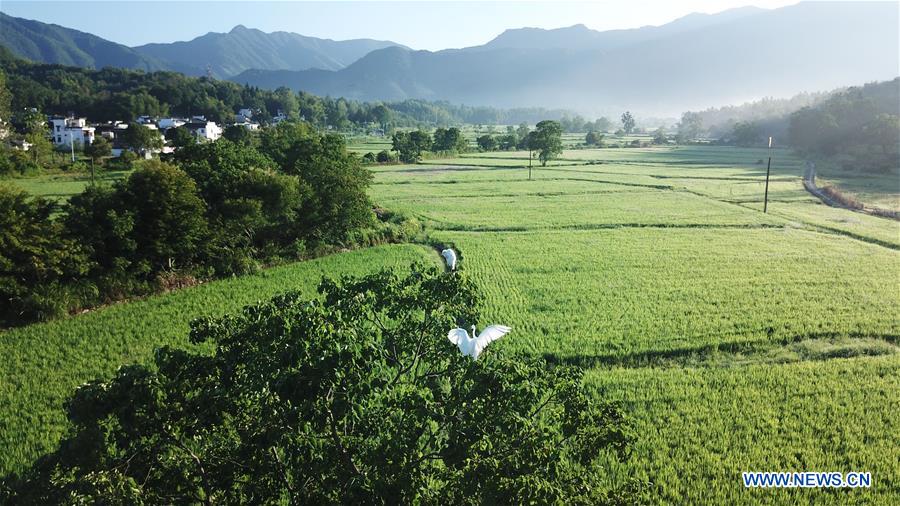 CHINA-ANHUI-YIXIAN-SUMMER SCENERY (CN)