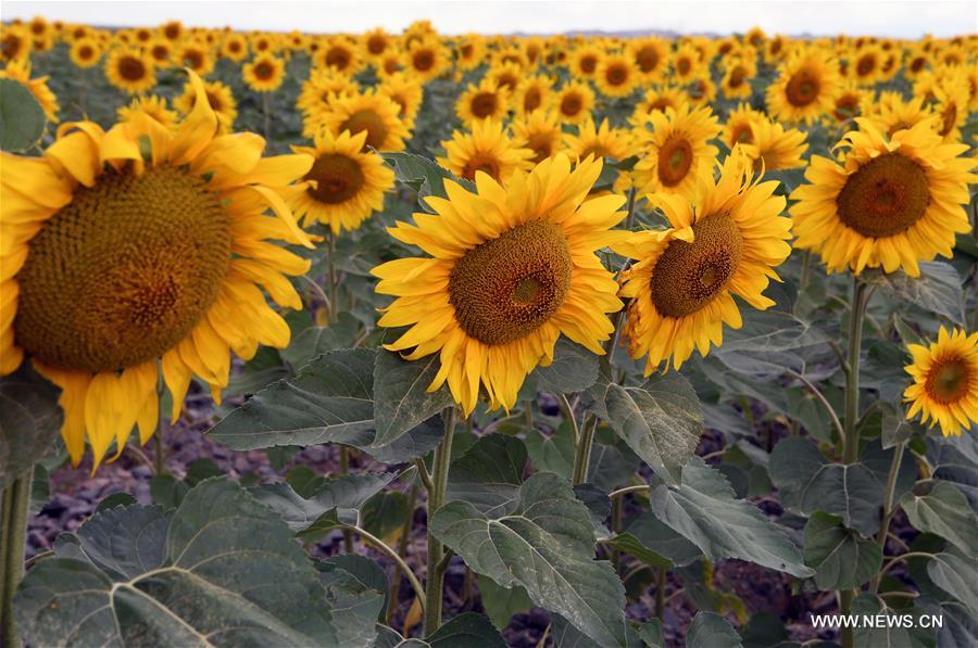 CHINA-GANSU-BAIYIN-SUNFLOWER (CN)