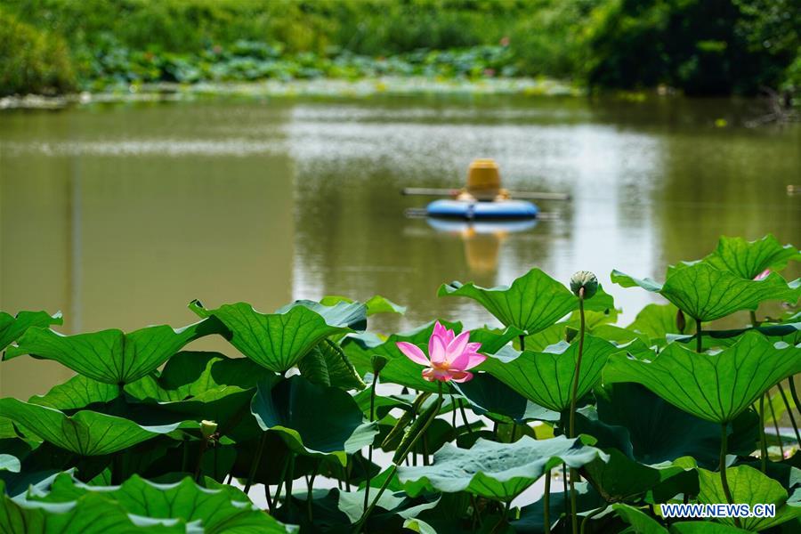 CHINA-HEBEI-XIONGAN-POLLUTED PONDS-ECOLOGICAL RESTORATION (CN)