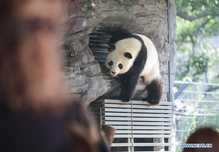 GERMANY-BERLIN-ZOO-PANDA-PREGNANCY