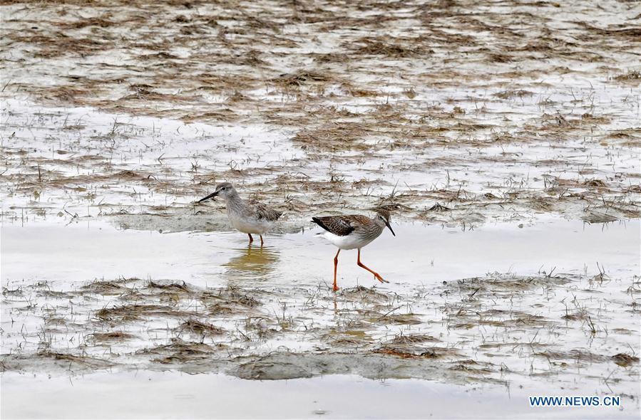 CHINA-GANSU-AKSAY-WILD ANIMAL PROTECTION (CN)