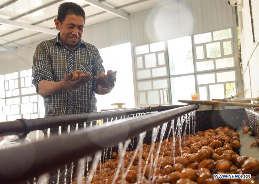 CHINA-XINJIANG-HOTAN-WALNUT-HARVEST (CN)