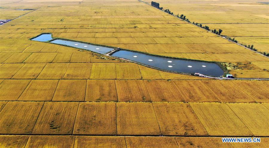 CHINA-LIAONING-SHENYANG-HARVEST (CN)