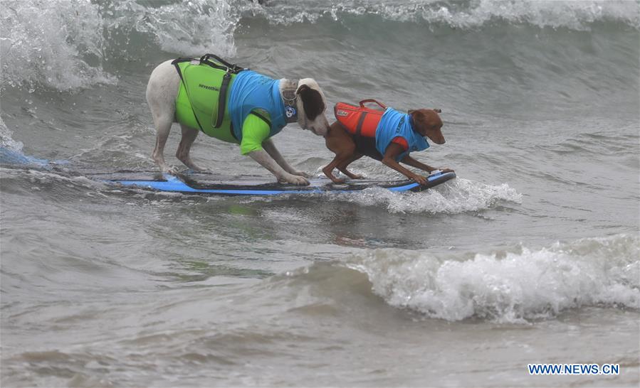 (SP)U.S.-CALIFORNIA-HUNTINGTON BEACH-SURF DOG