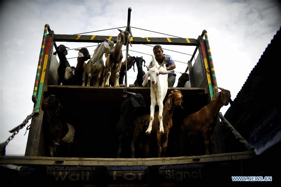 NEPAL-KATHMANDU-GOAT MATKET-DASHAIN