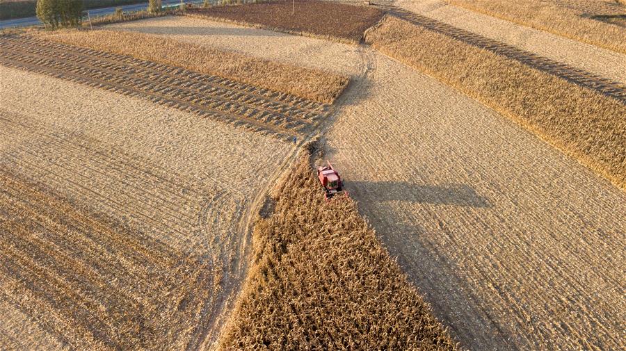 CHINA-JILIN-AUTUMN HARVEST (CN)