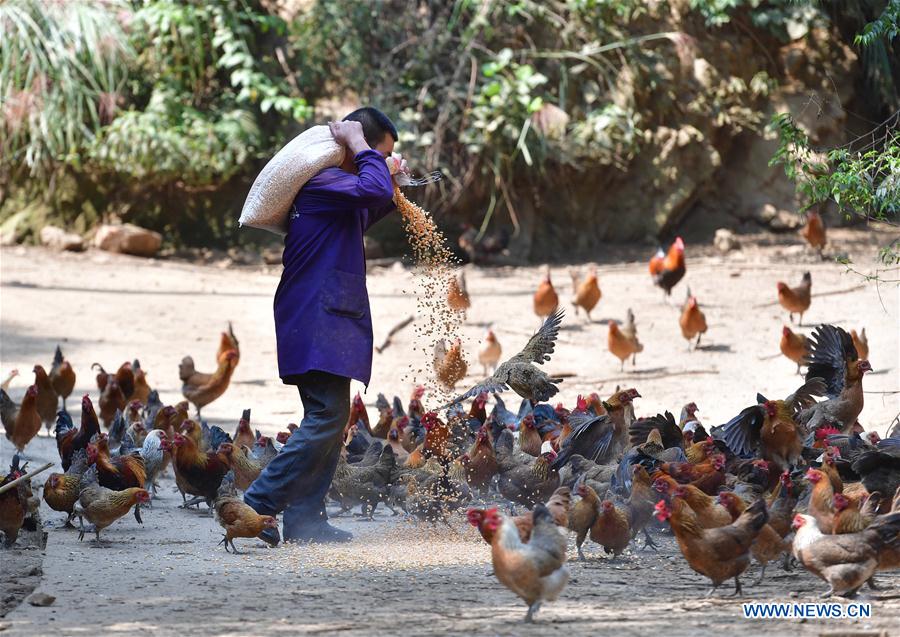 CHINA-GUANGXI-RONG'AN-CHICKEN FARM-POVERTY ALLEVIATION (CN)