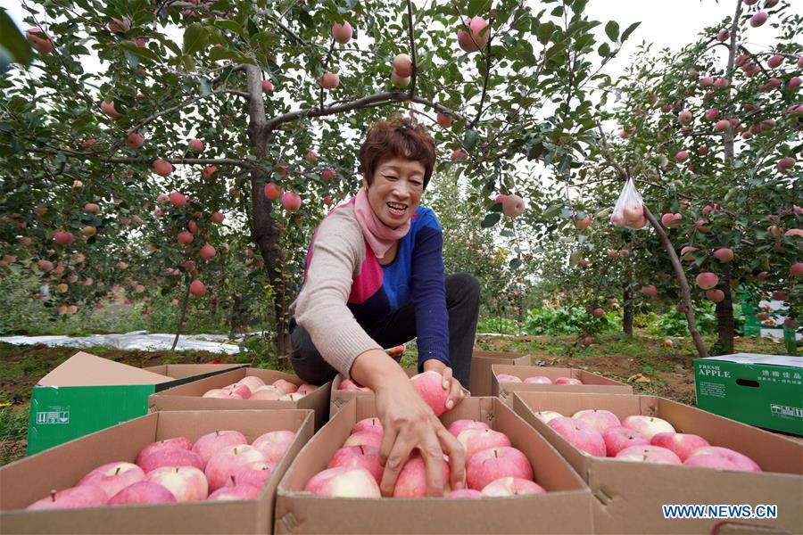 CHINA-HEBEI-APPLE-HARVEST (CN)