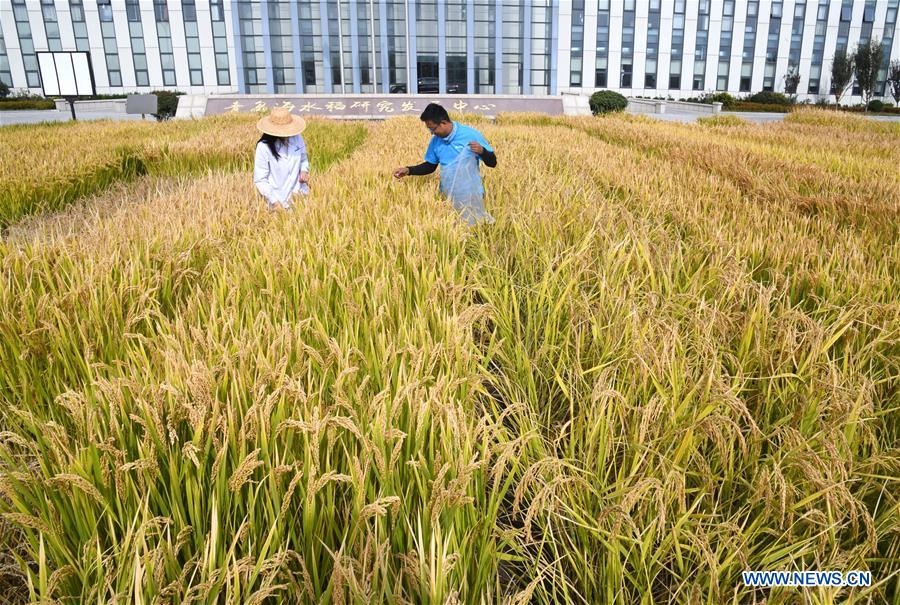 (EyesonSci)CHINA-SHANDONG-SALINE SOIL RICE (CN)