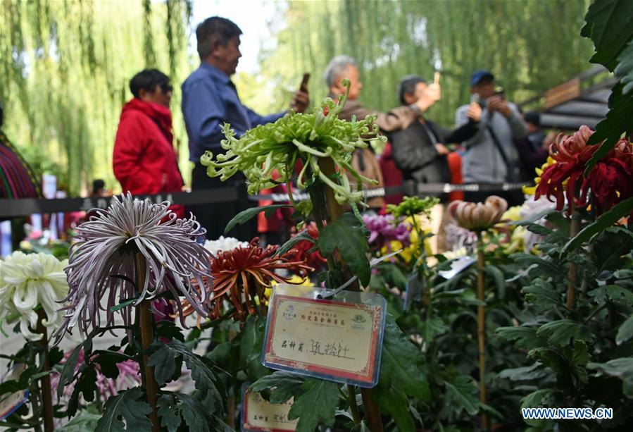 CHINA-SHANDONG-JINAN-CHRYSANTHEMUM EXHIBITION (CN)