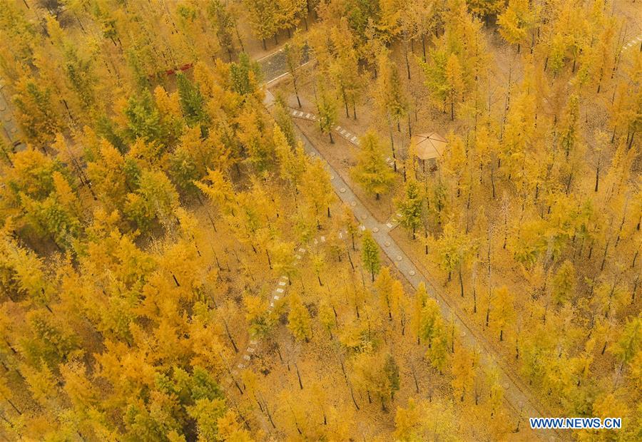 CHINA-HEBEI-HANDAN-AUTUMN SCENERY-GINKGO (CN)