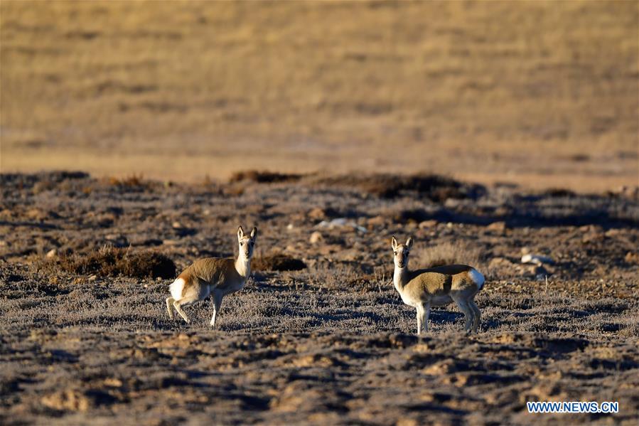 CHINA-QINGHAI-GOLOG-WILDLIFE (CN)