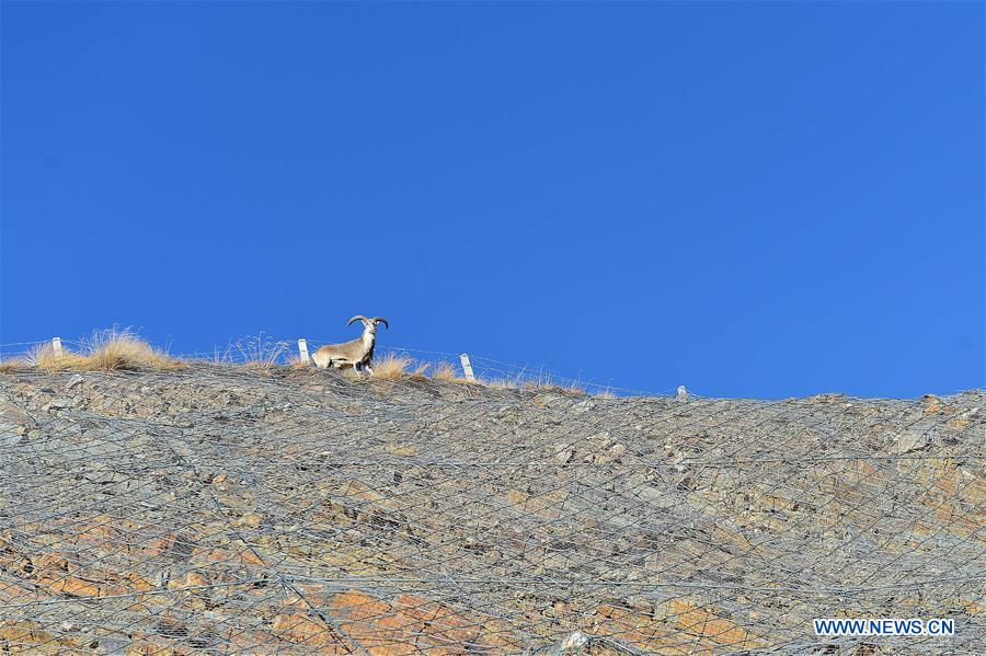 CHINA-QINGHAI-GOLOG-WILDLIFE (CN)