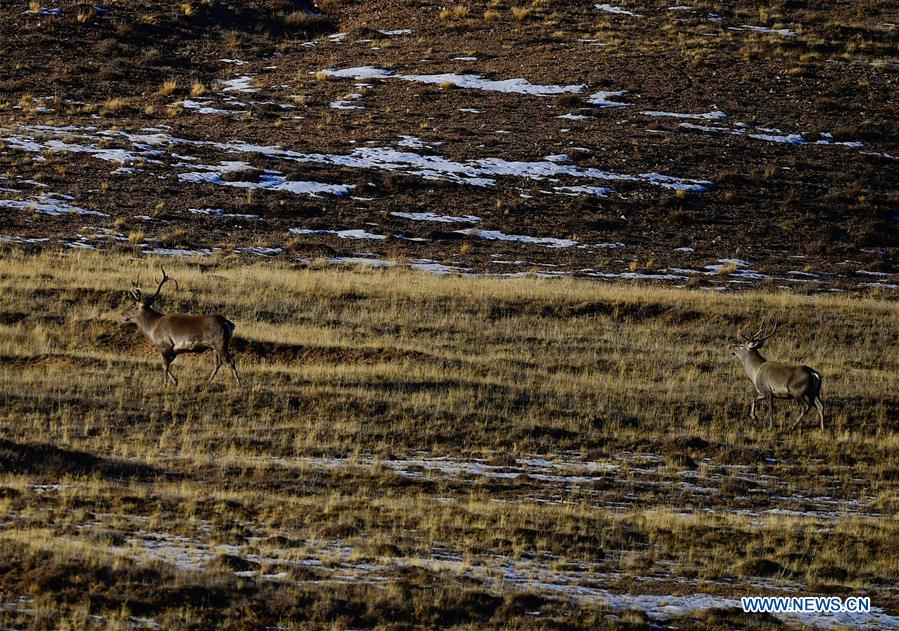 CHINA-QINGHAI-GOLOG-WILDLIFE (CN)