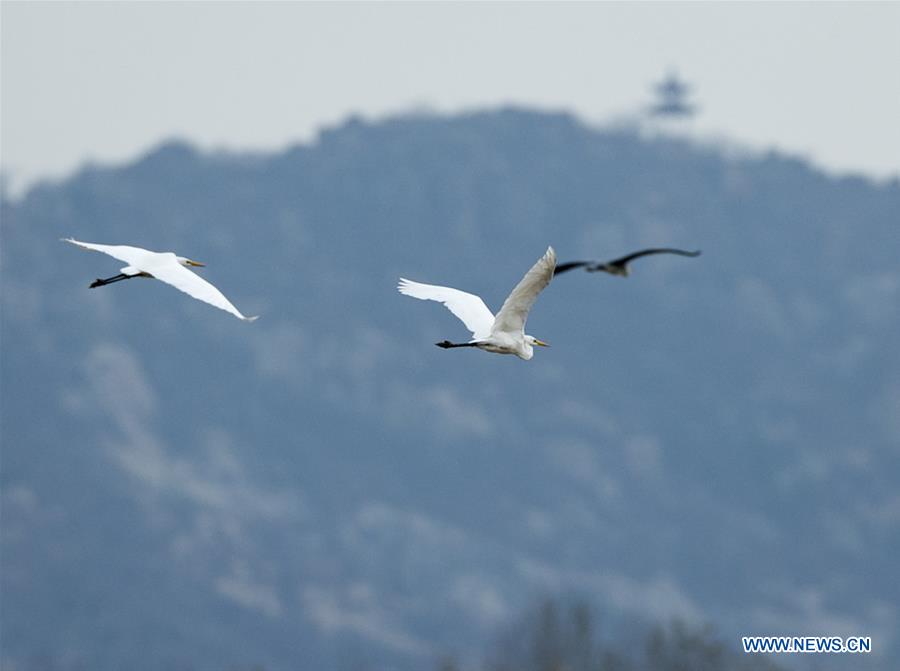 CHINA-JINAN-WETLAND-BIRDS (CN)