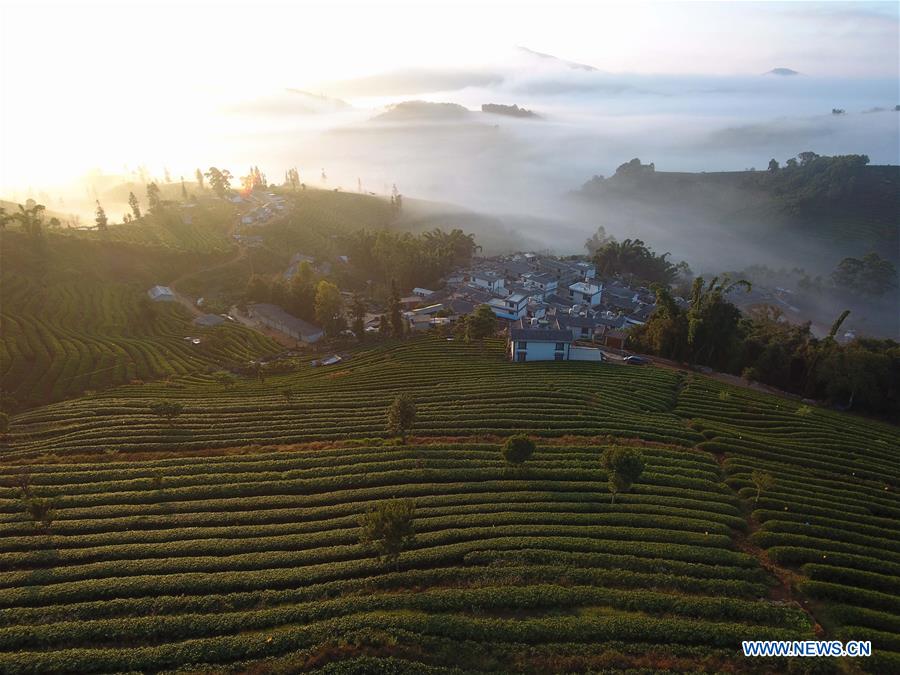 CHINA-YUNNAN-PU'ER-TEA GARDEN-CLOUDS (CN)