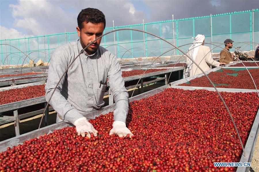 YEMEN-SANAA-COFFEE HARVEST