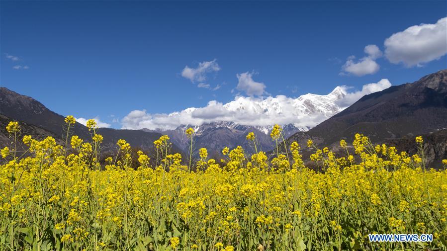 CHINA-TIBET-COLE FLOWER (CN)