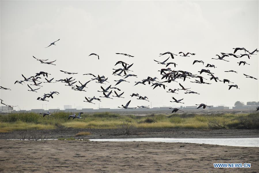 YEMEN-ADEN-NATURE RESERVE