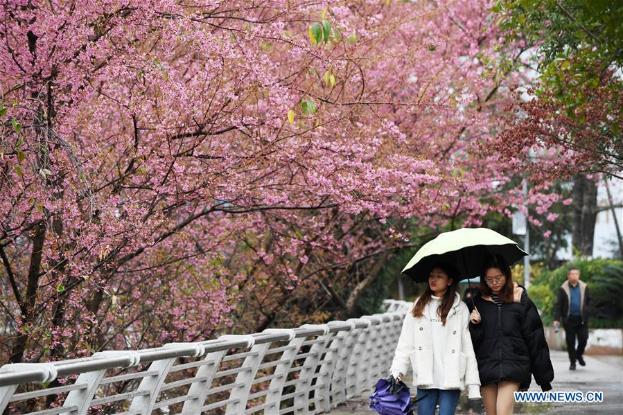 CHINA-GUIZHOU-GUIYANG-FLOWERS (CN)