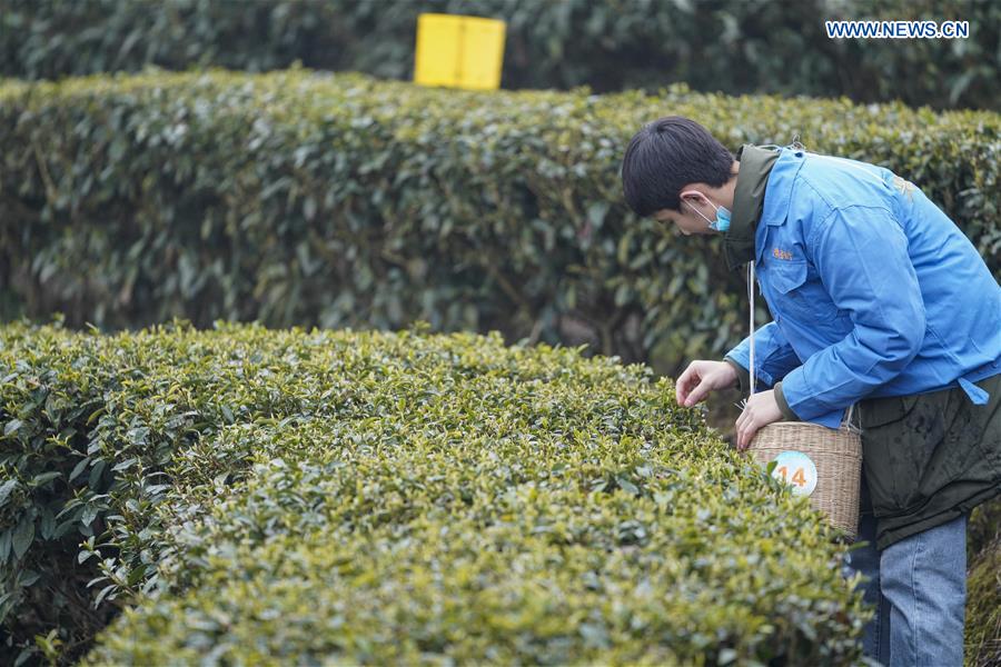 CHINA-CHONGQING-TEA PRODUCTION (CN)