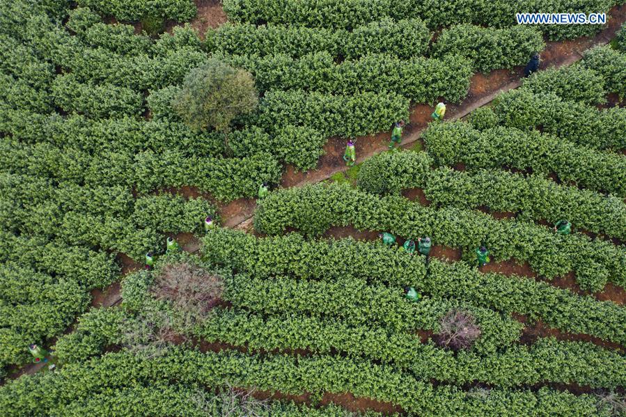 CHINA-ZHEJIANG-SPRING TEA-PICKING (CN)